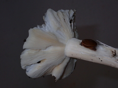 Termitomyces fuliginosus