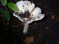 Termitomyces fuliginosus