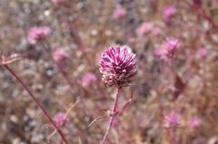 Gomphrena canescens