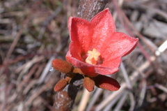 Brachychiton megaphyllus