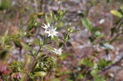 Boronia lanuginosa