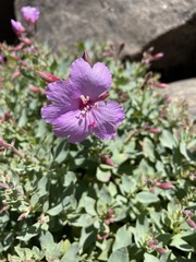 Epilobium rigidum
