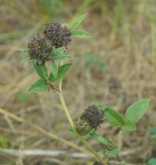 Trifolium medium