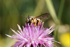 Icteranthidium laterale