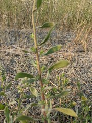 Stenotus lanuginosus