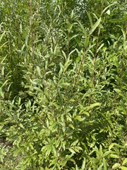 Salix schwerinii