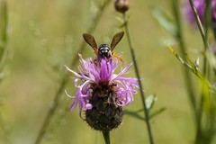 Icteranthidium laterale