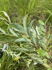 Salix schwerinii