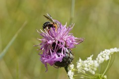 Icteranthidium laterale