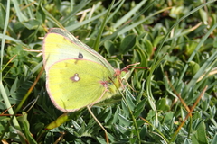 Colias phicomone