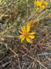 Stenotus lanuginosus