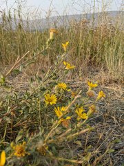 Stenotus lanuginosus