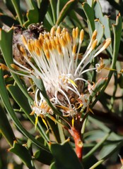 Isopogon tridens