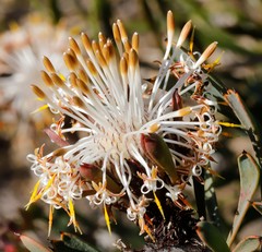 Isopogon tridens