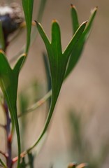 Isopogon tridens