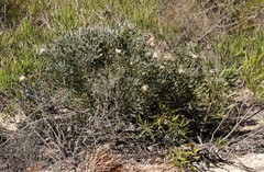 Isopogon tridens