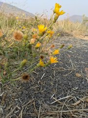 Stenotus lanuginosus