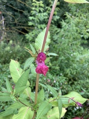 Impatiens glandulifera
