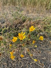 Stenotus lanuginosus