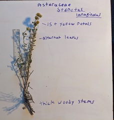 Stenotus lanuginosus