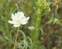 Lomelosia argentea
