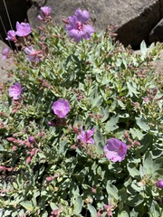 Epilobium rigidum