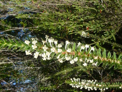 Struthiola hirsuta
