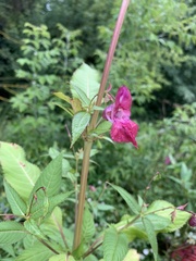 Impatiens glandulifera