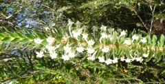 Struthiola hirsuta