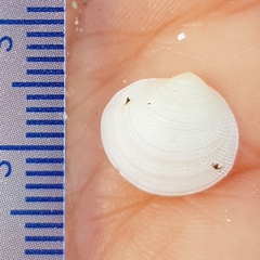 Lucinella divaricata