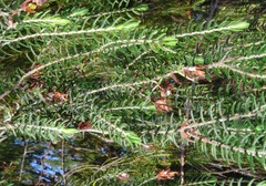 Passerina falcifolia