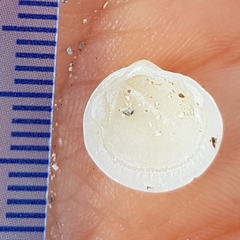 Lucinella divaricata