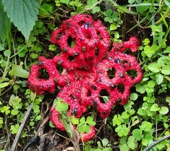 Clathrus crispatus