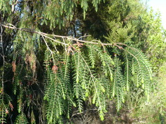 Passerina falcifolia
