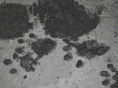 Aonyx capensis capensis