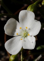 Drosera humilis