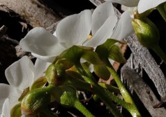 Drosera humilis