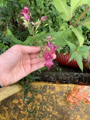 Impatiens glandulifera
