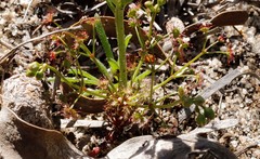 Drosera humilis