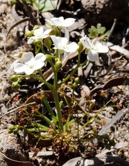 Drosera humilis