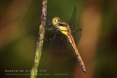 Sympetrum hypomelas