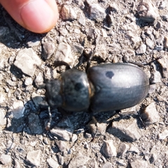 Lucanus cervus