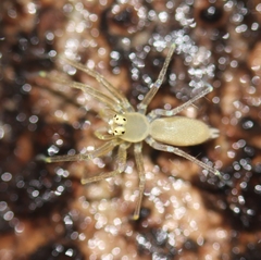 Asemoneinae