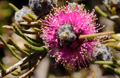 Melaleuca trichophylla
