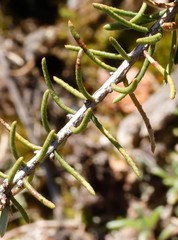 Melaleuca trichophylla