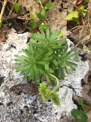 Heliotropium anomalum