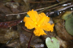 Nymphoides aurantiaca