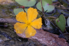 Nymphoides aurantiaca