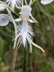 Platanthera blephariglottis conspicua