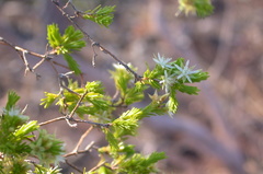 Calytrix brownii